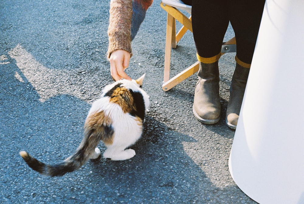 a person is petting a cat on the street