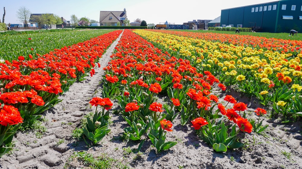 a field full of red and yellow flowers