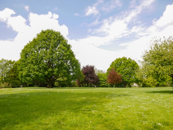 a grassy field with trees in the background