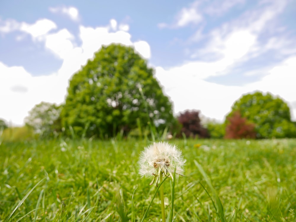 a dandelion in the middle of a grassy field