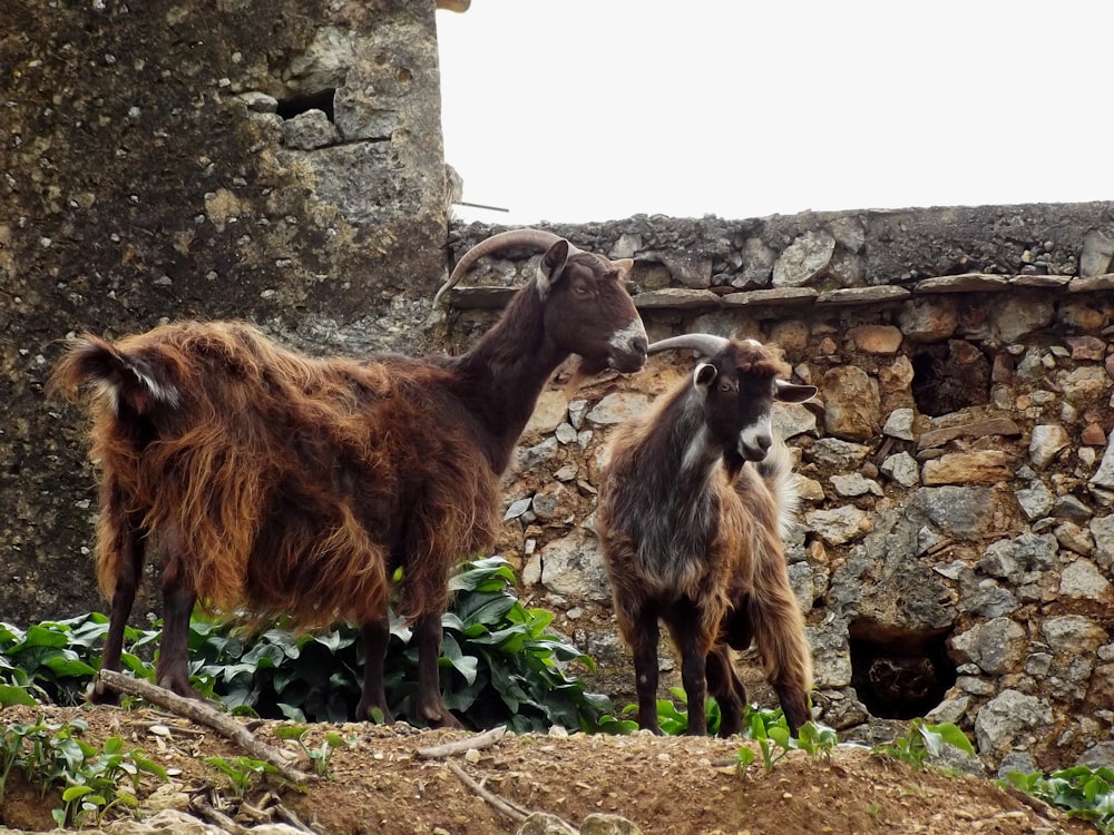 a couple of goats standing next to each other