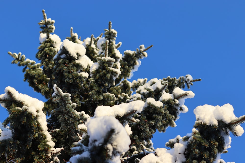 a pine tree covered in snow against a blue sky