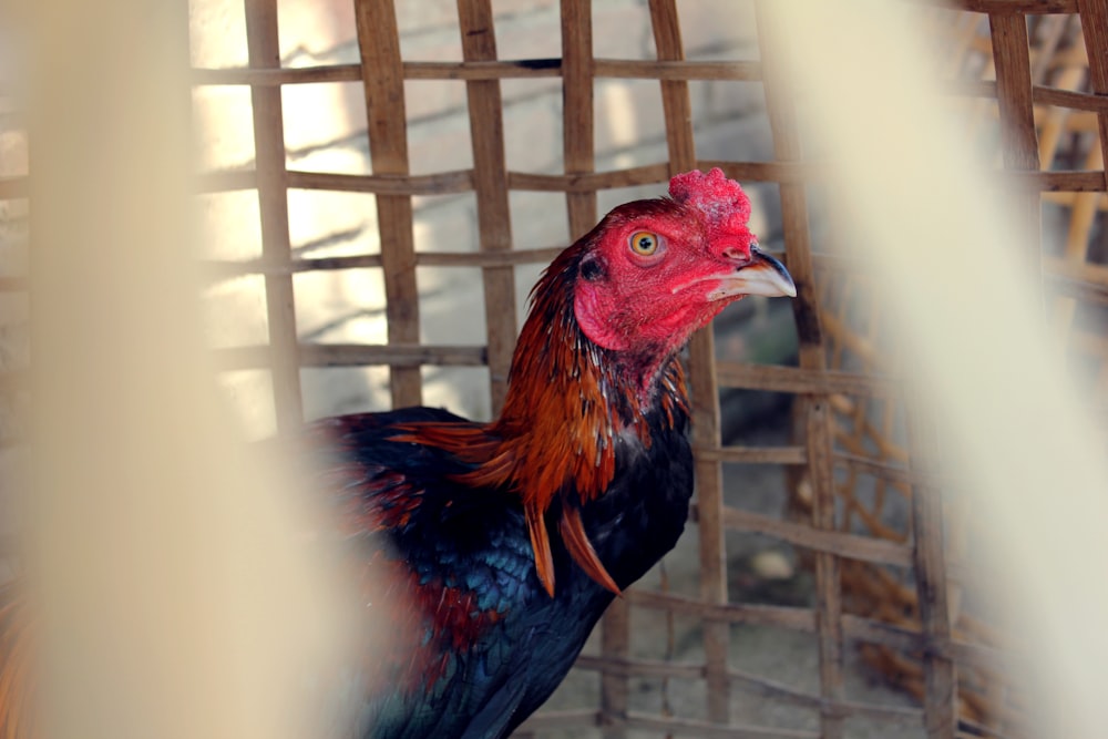 a close up of a rooster in a cage