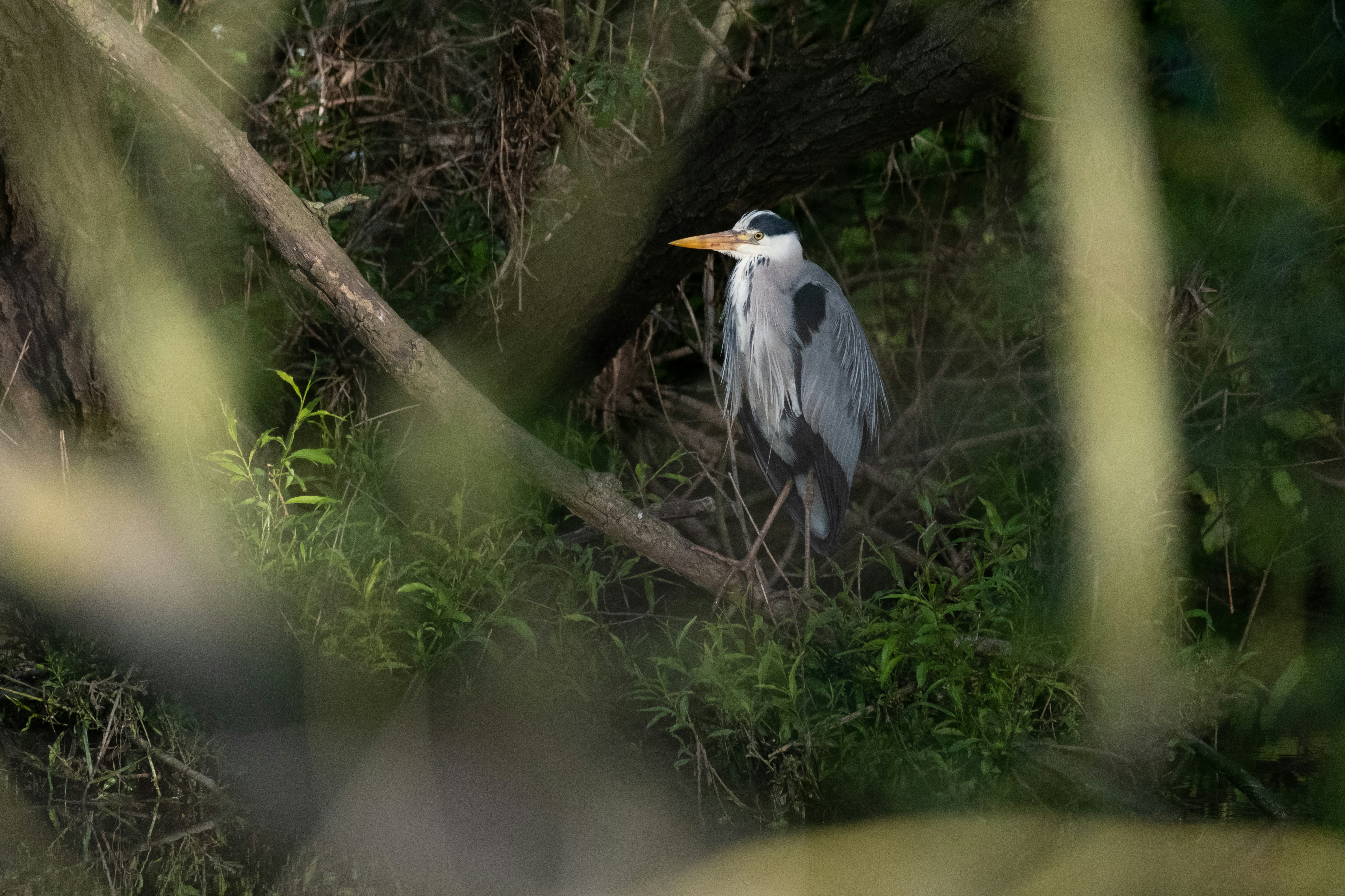 Photo by roger3010