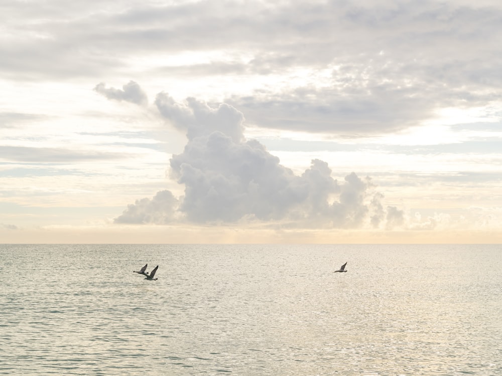 a bird flying over a body of water