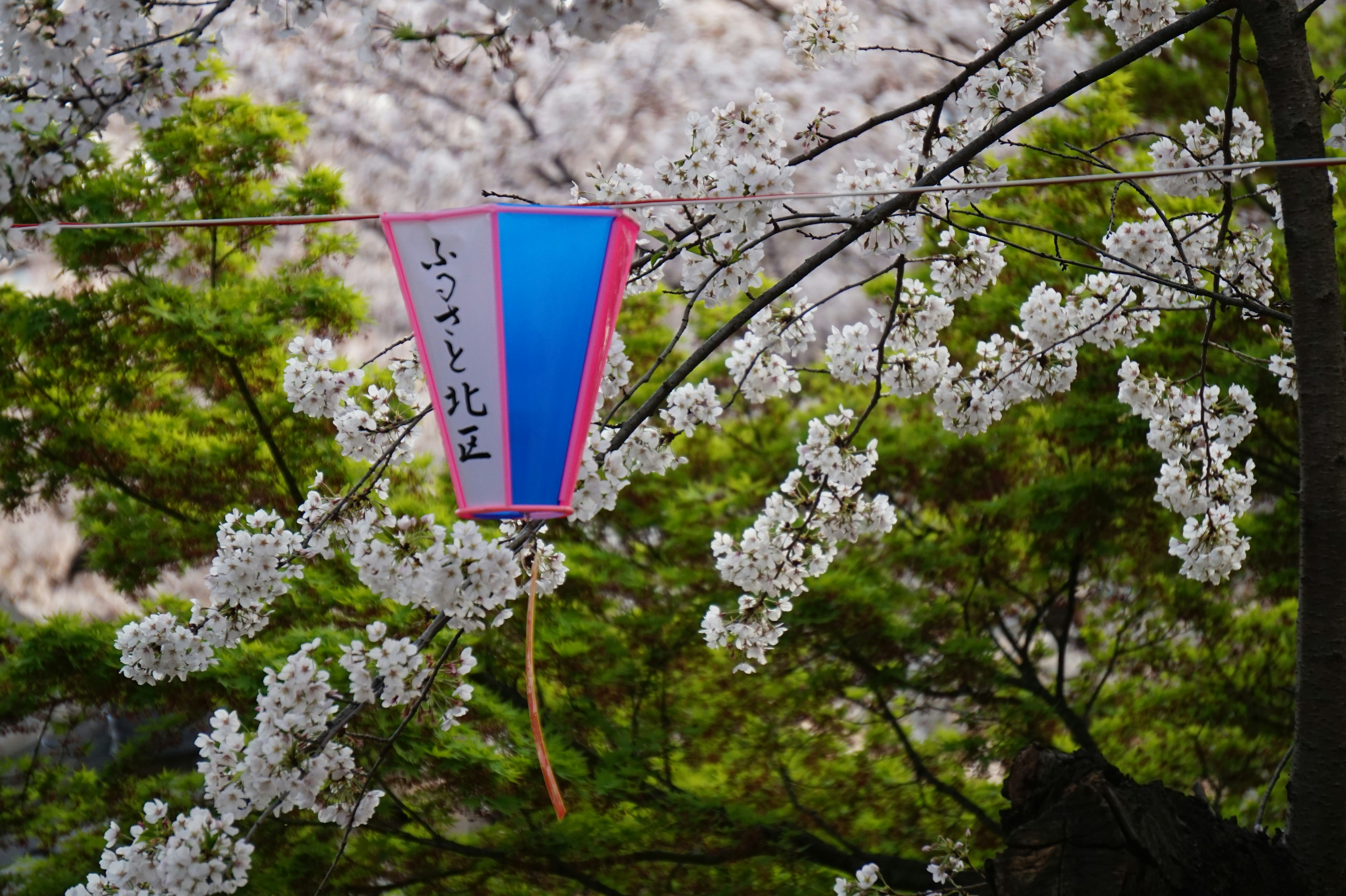 Photo by wasichvonhieraussehenkann