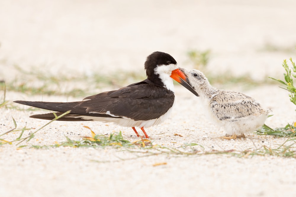 a bird standing on top of a sandy beach