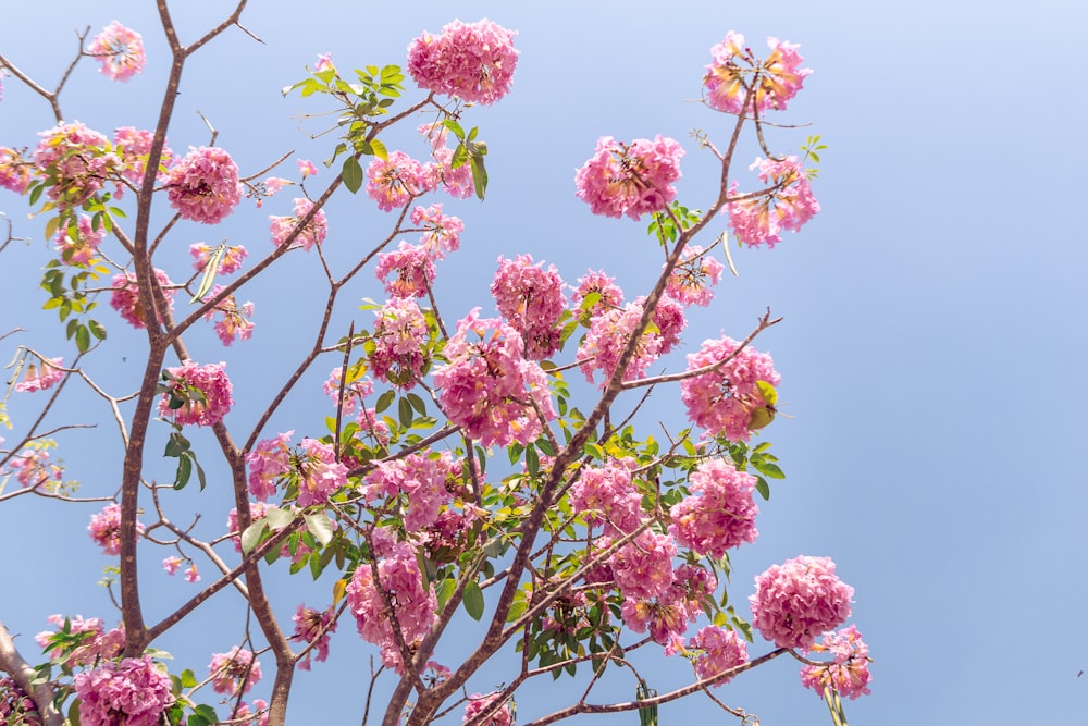 pink flowers are blooming on a tree branch