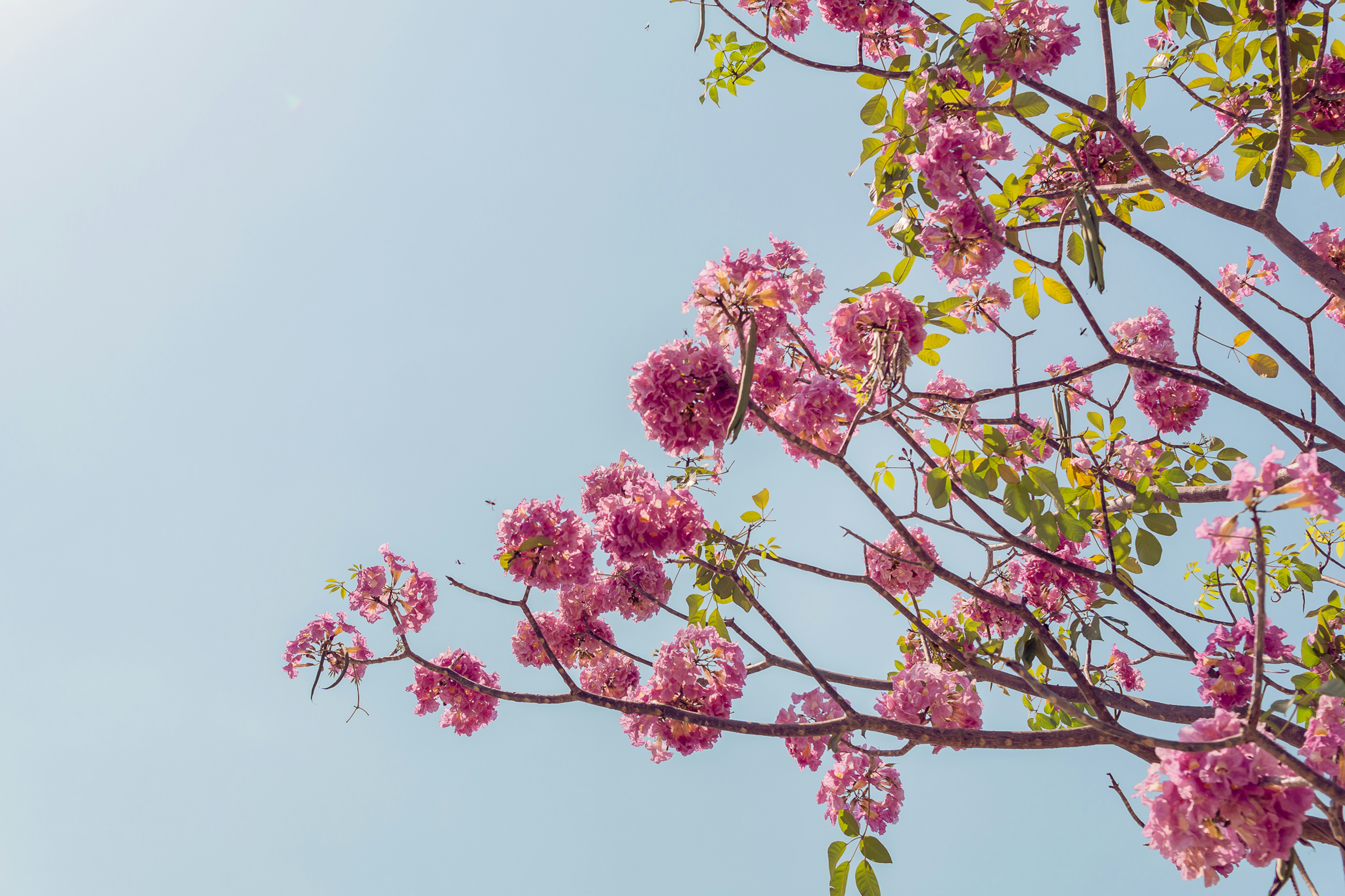 pink flowers are blooming on the branches of a tree