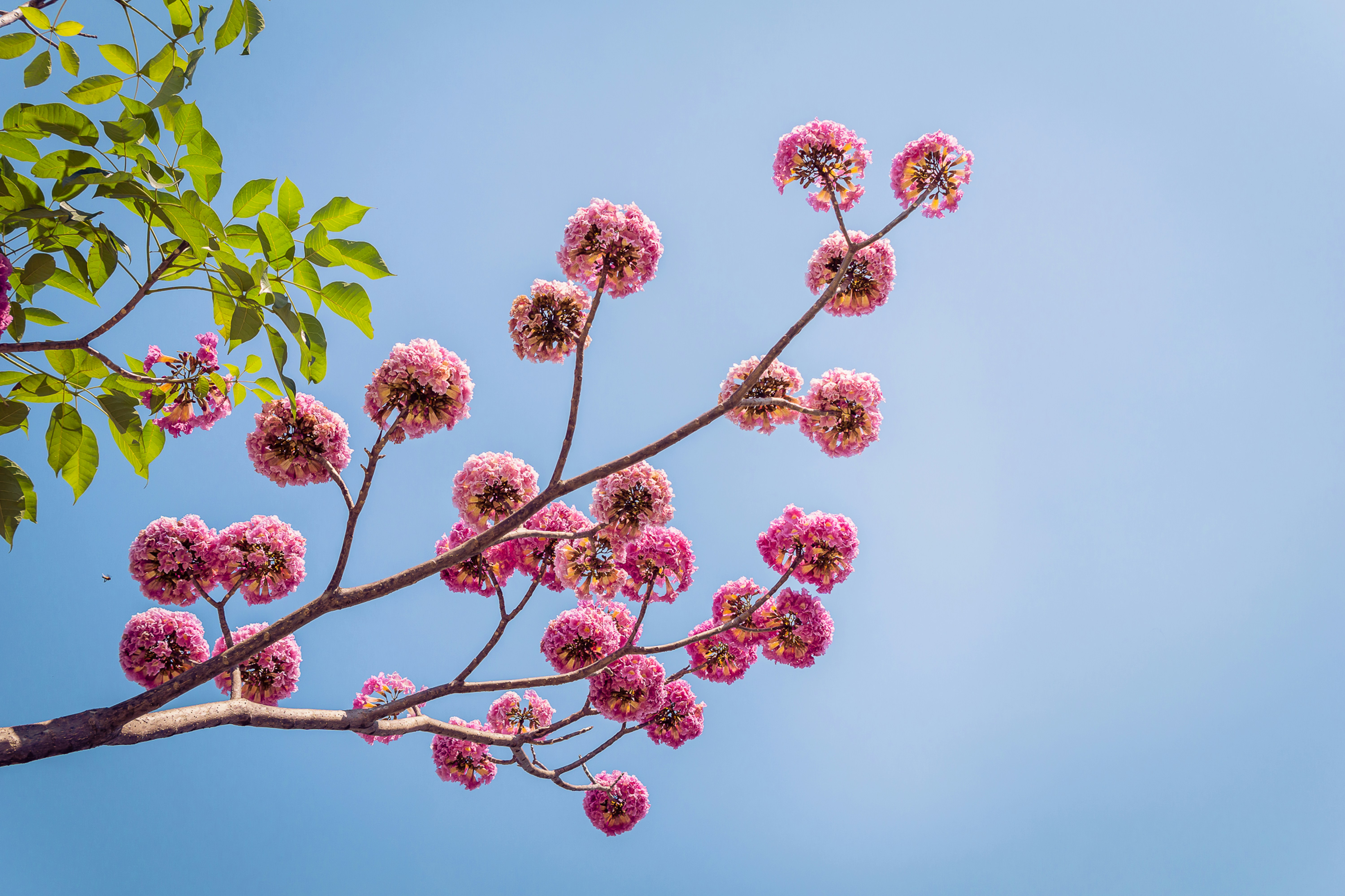 a tree branch with pink flowers against a blue sky