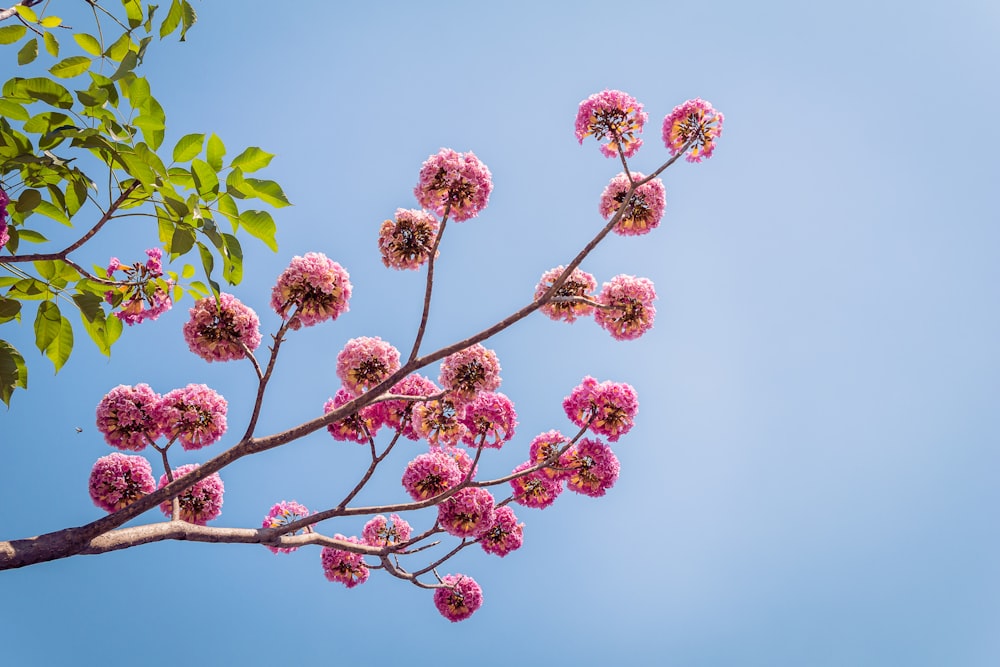 a tree branch with pink flowers against a blue sky