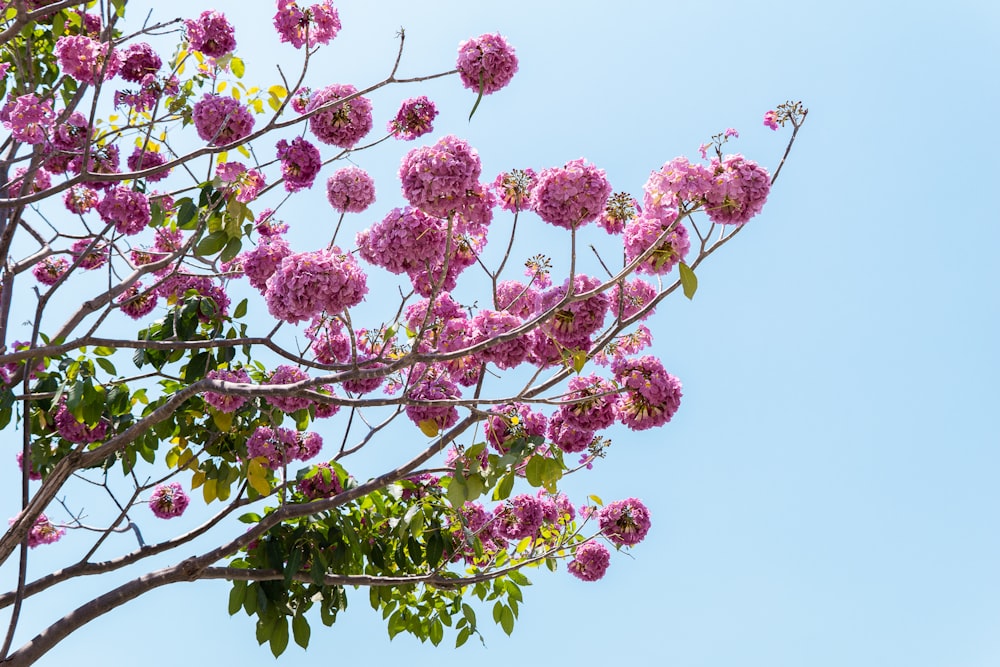 a tree filled with lots of purple flowers