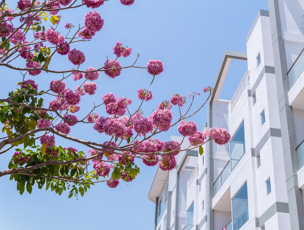 a tree with pink flowers in front of a building