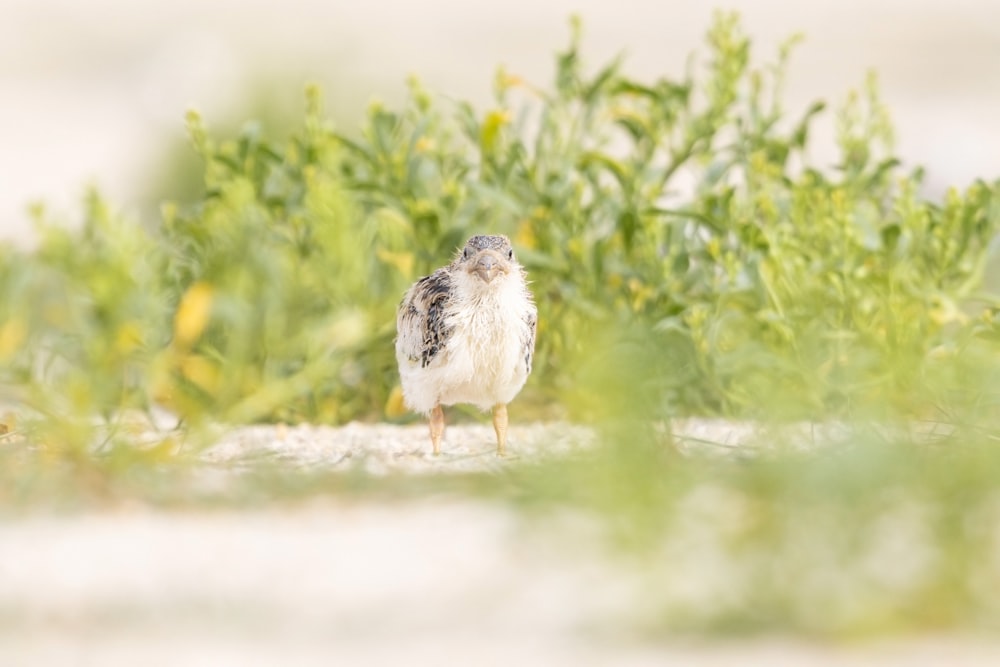 a bird standing next to a body of water