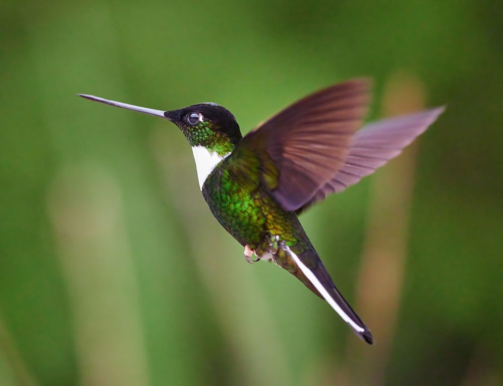 a bird sitting on top of a hummingbird