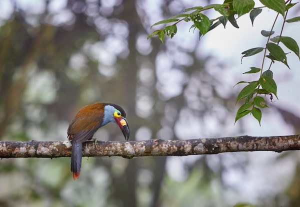 Napo Wildlife Center Activities