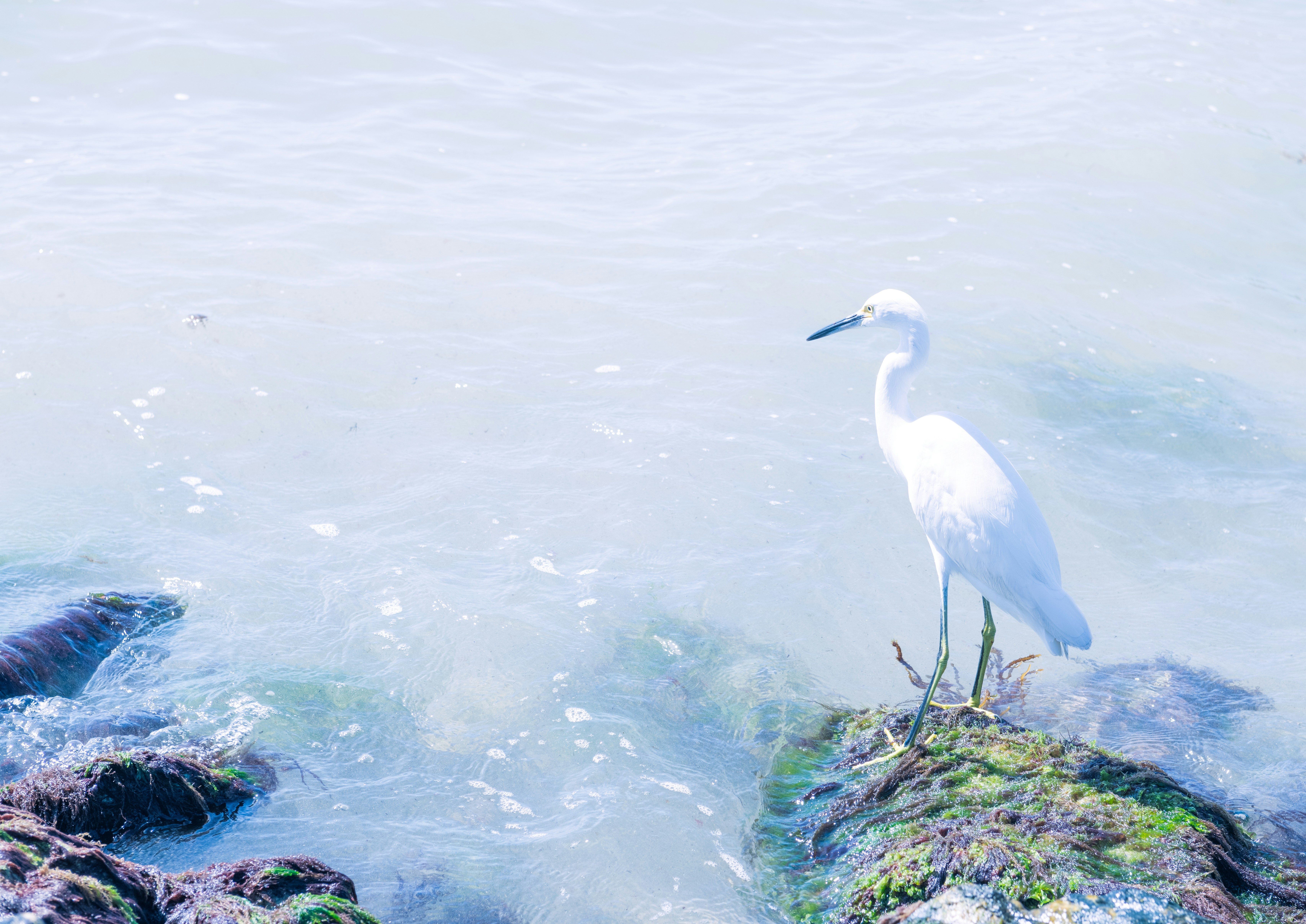 Photo by sriniunsplash