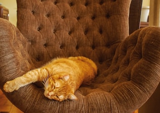 a cat laying on top of a brown chair
