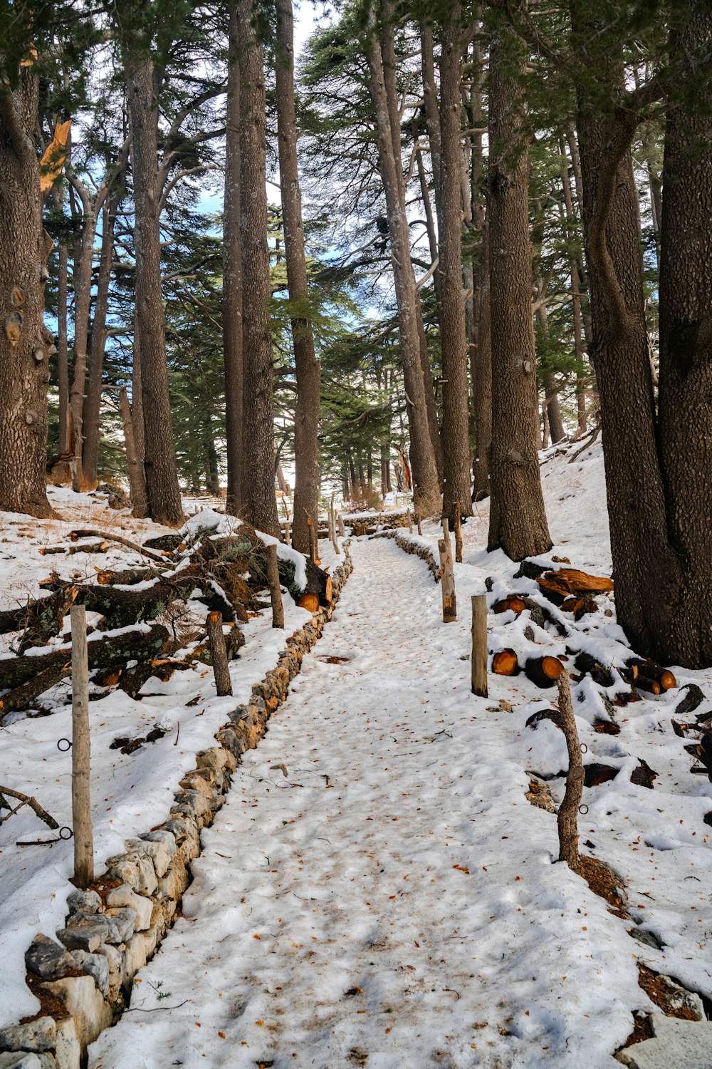 a snow covered path in the woods with trees