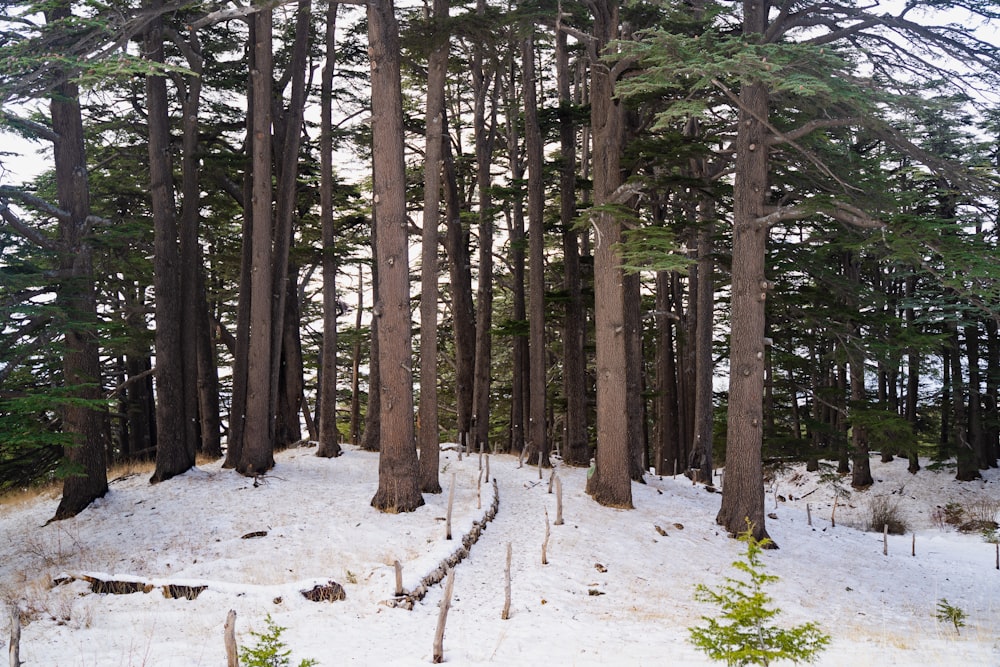 a group of trees that are standing in the snow