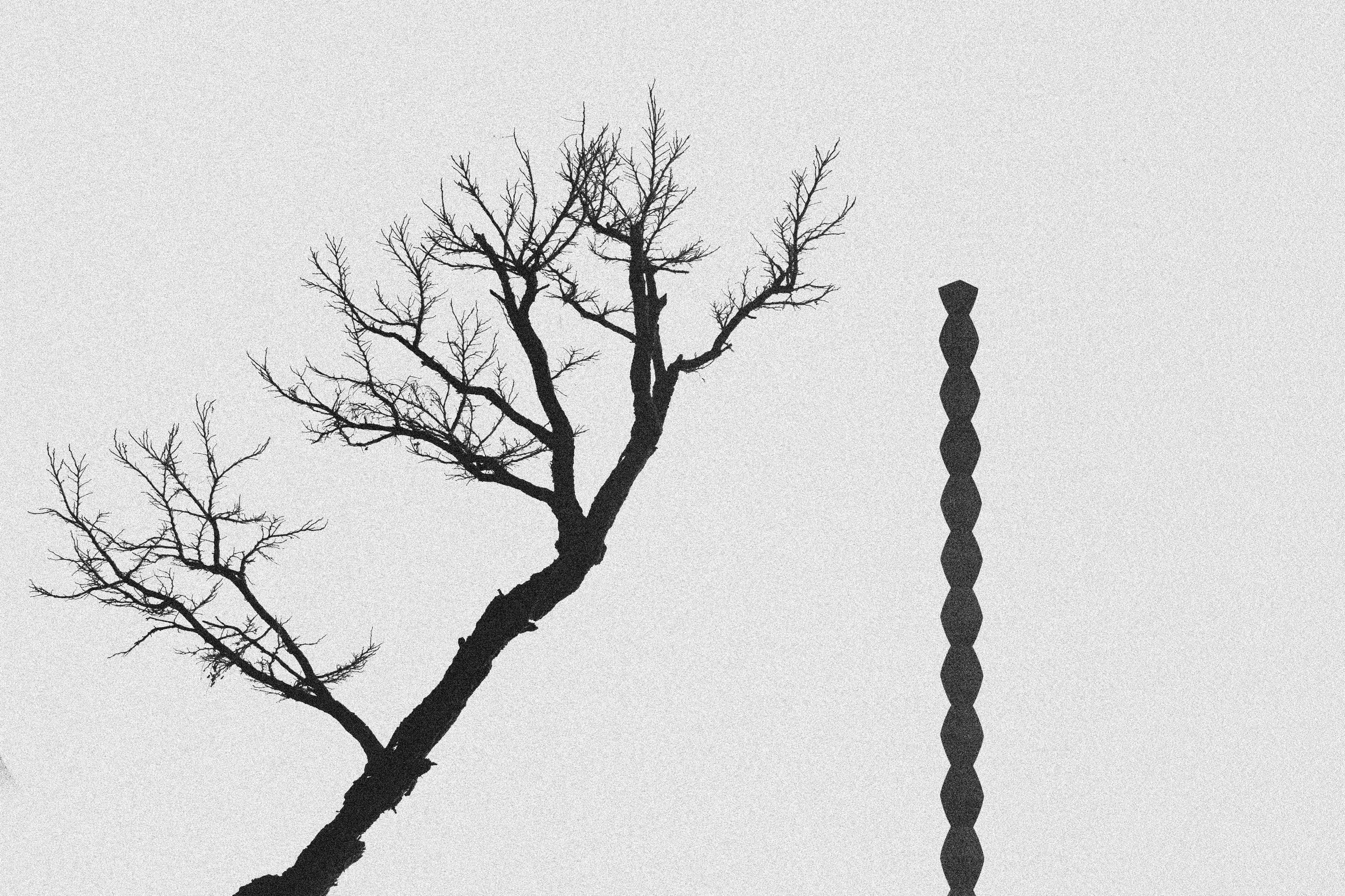 a black and white photo of a tree without leaves