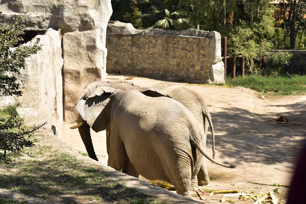 an elephant standing next to a stone wall