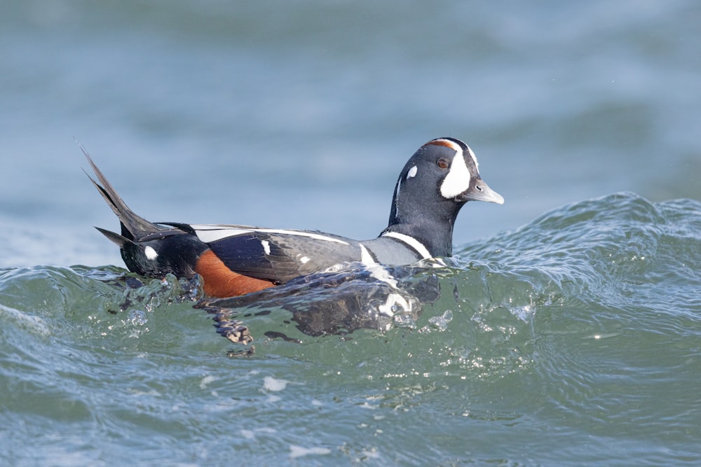 a couple of ducks swimming on top of a body of water