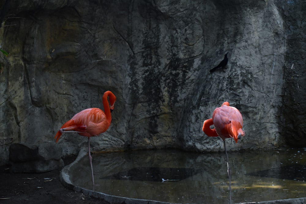 two flamingos are standing in the water at the zoo