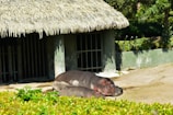 Two hippos are lying on a sunlit, sandy surface in front of a thatched-roof enclosure. The structure is made of concrete with metal bars visible, surrounded by green foliage.