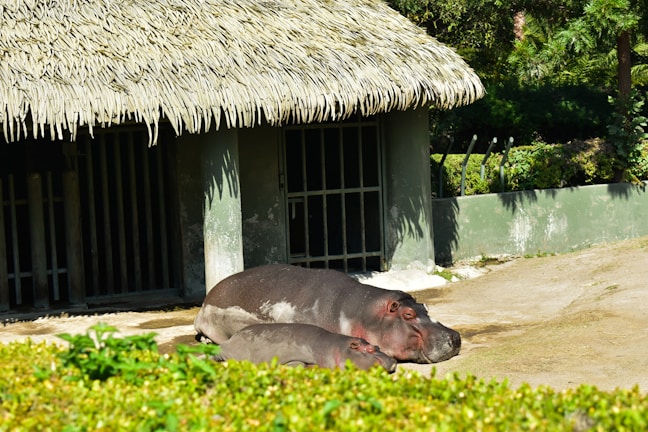 Two hippos are lying on a sunlit, sandy surface in front of a thatched-roof enclosure. The structure is made of concrete with metal bars visible, surrounded by green foliage.