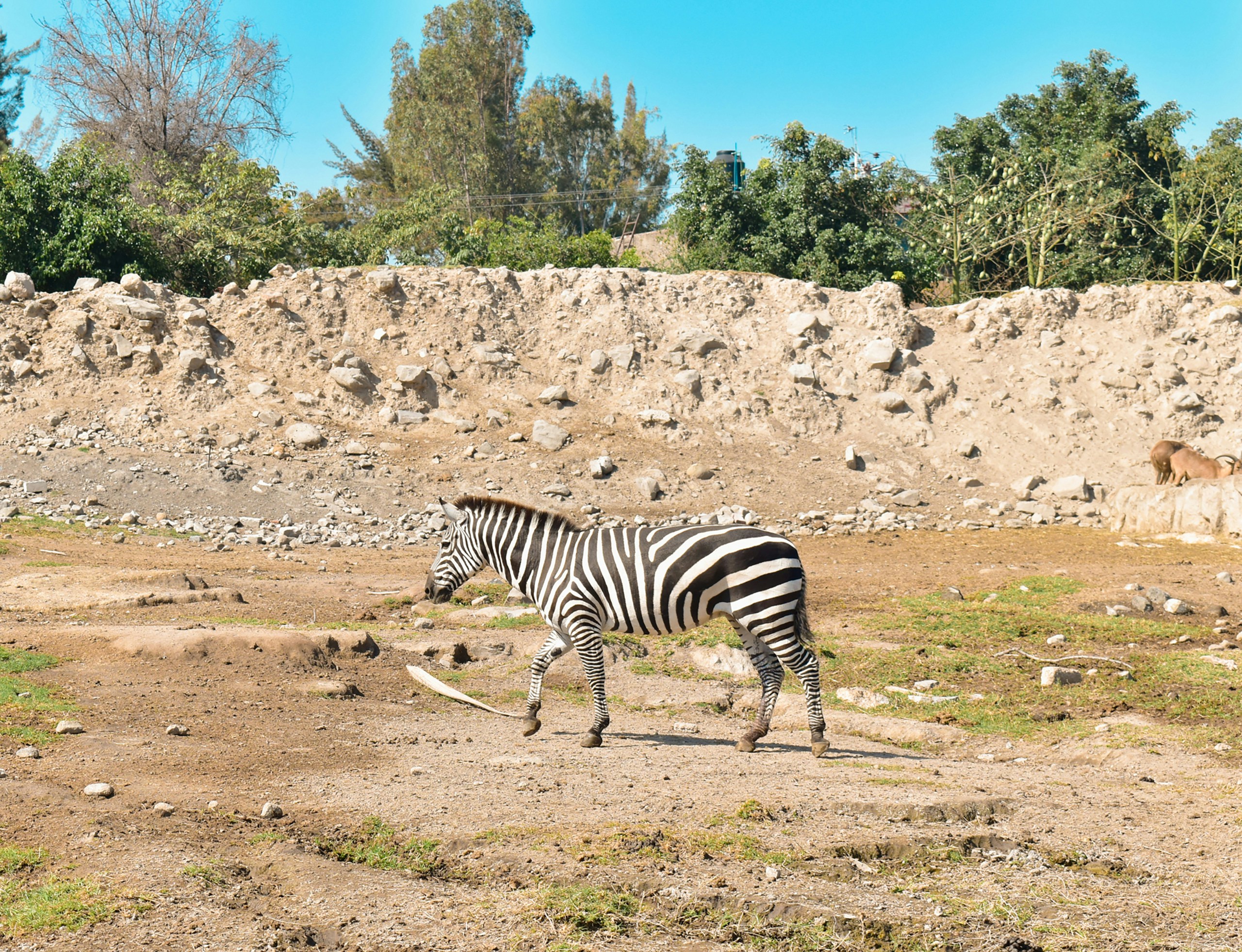 a zebra standing on top of a dirt field