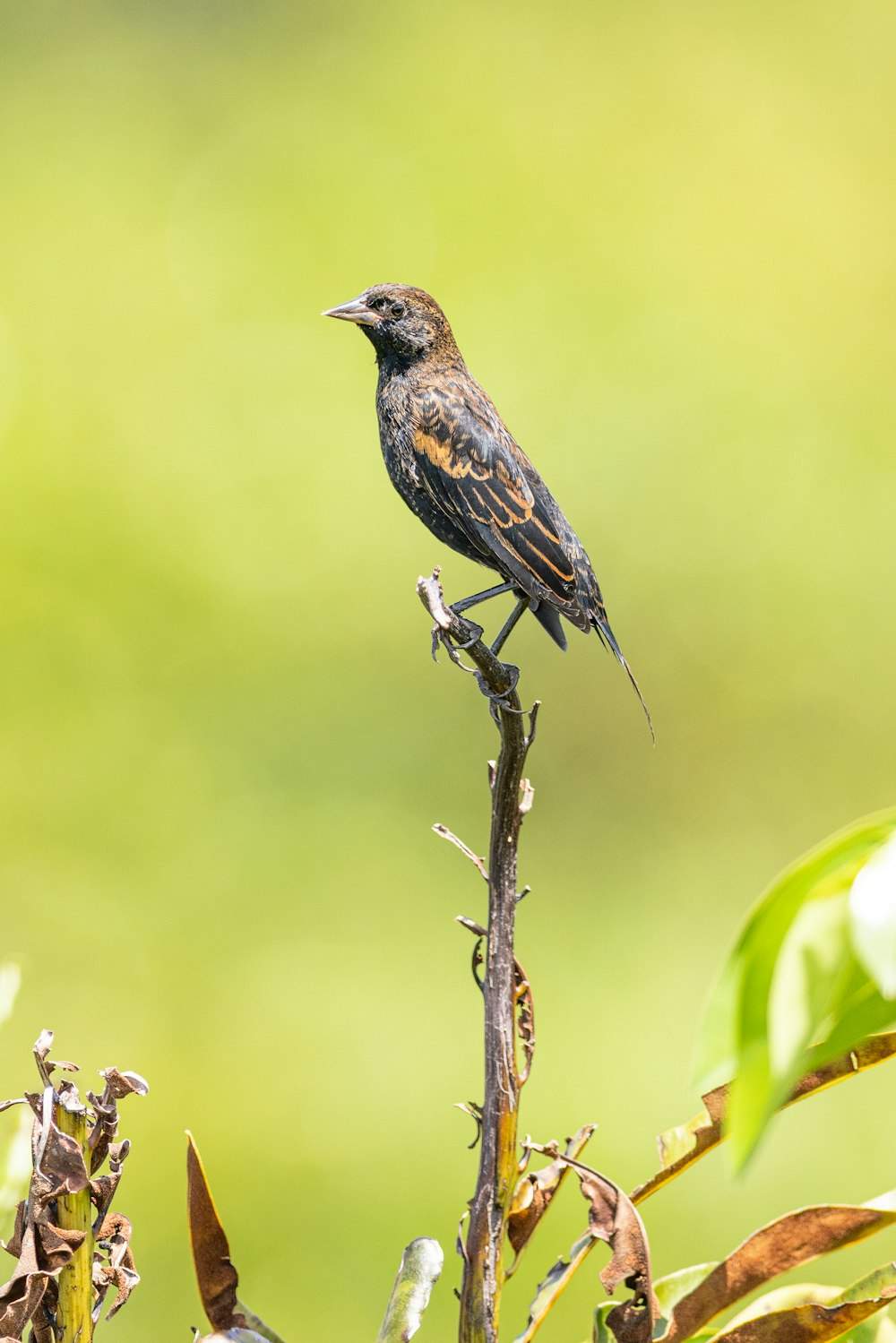 a bird sitting on a branch in a tree