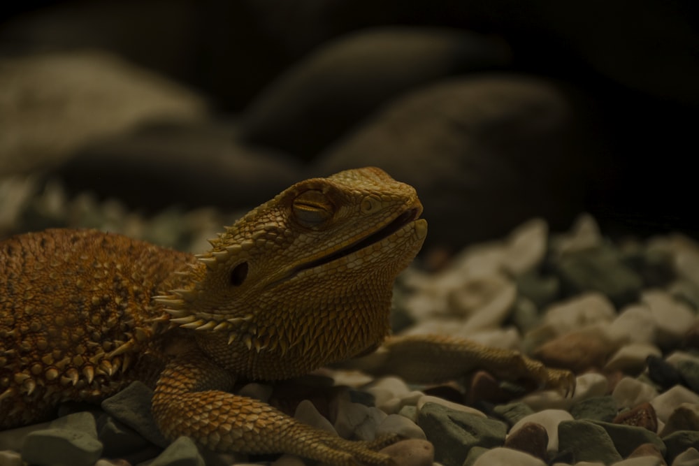 a close up of a lizard laying on rocks