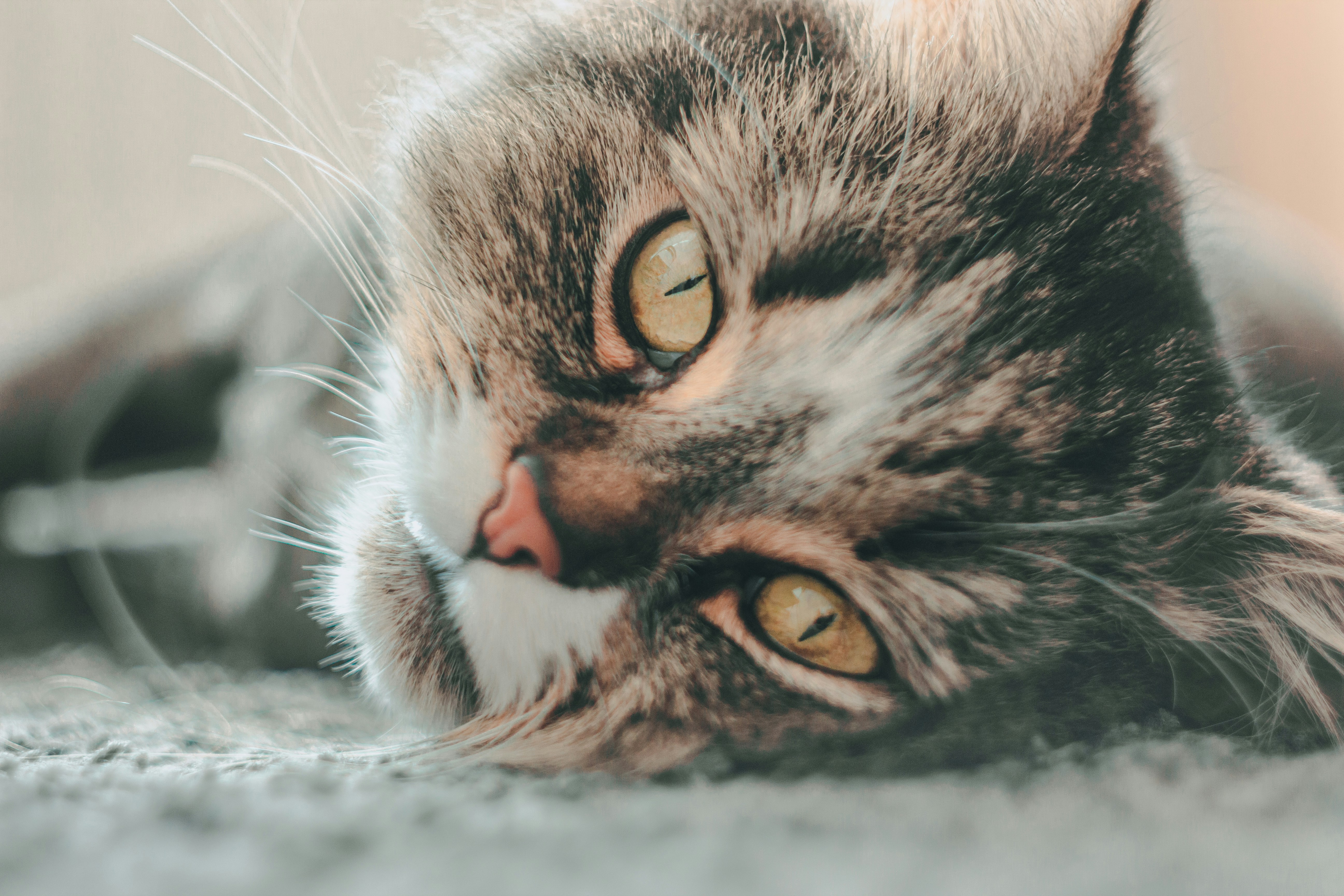 Photo by samoyedness