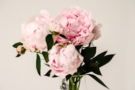 A bouquet of delicate pink peonies in full bloom. The petals are lush and layered, creating a soft, romantic appearance. The green leaves provide a contrasting backdrop, highlighting the flowers' pastel hues. The arrangement is set against a neutral background.