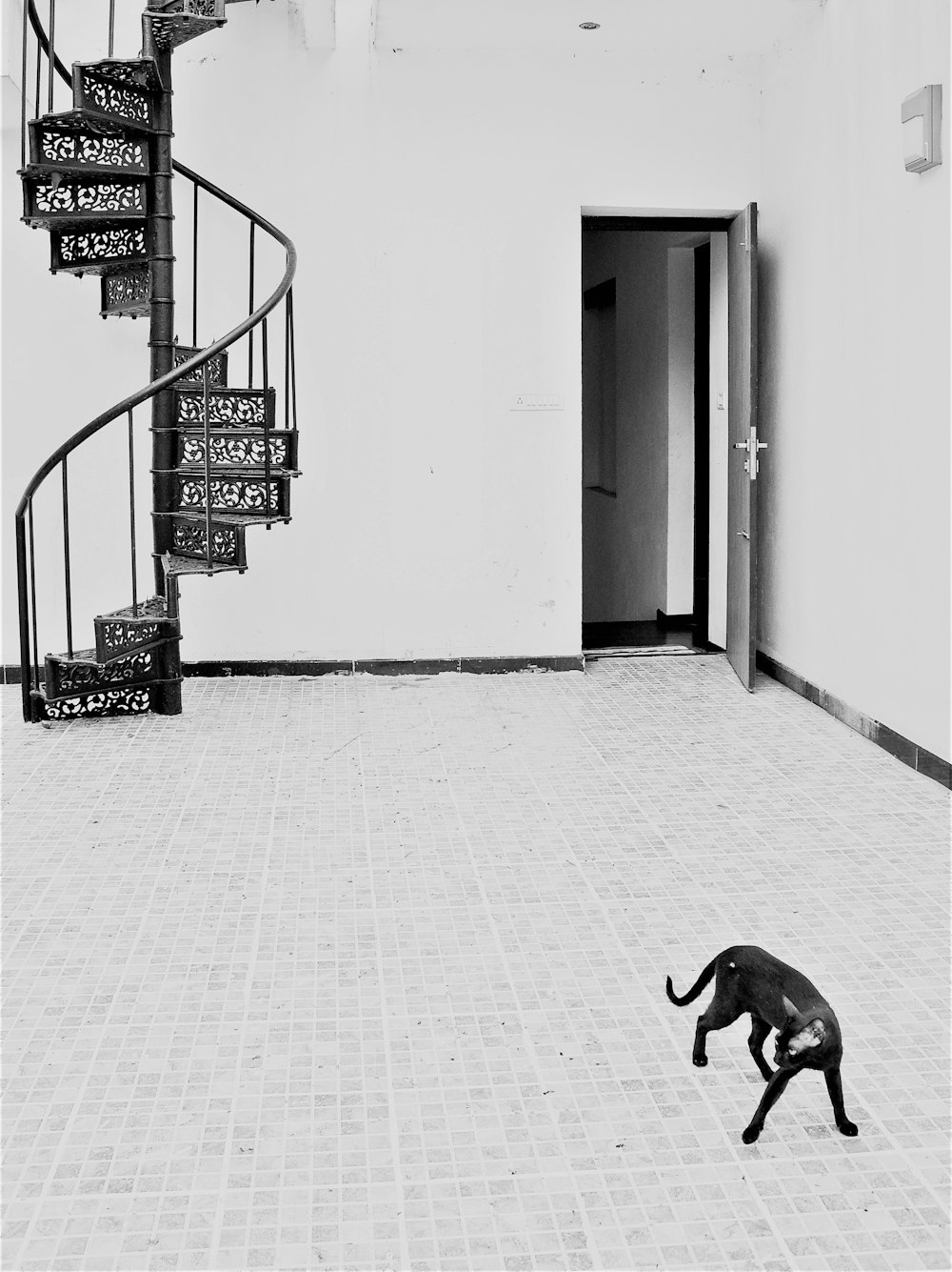 a black and white photo of a cat on the ground