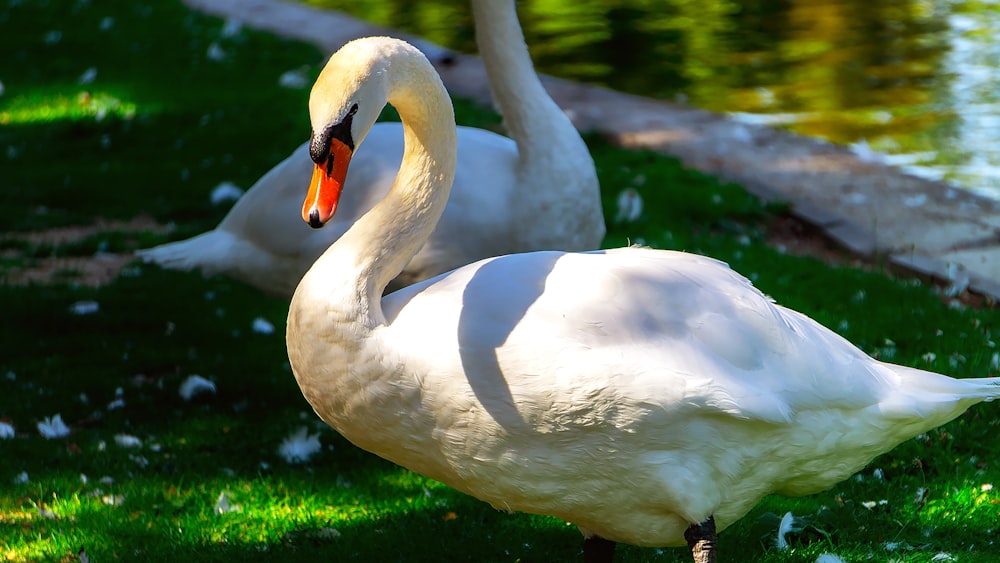 Un couple de cygnes blancs debout au sommet d’un champ couvert d’herbe