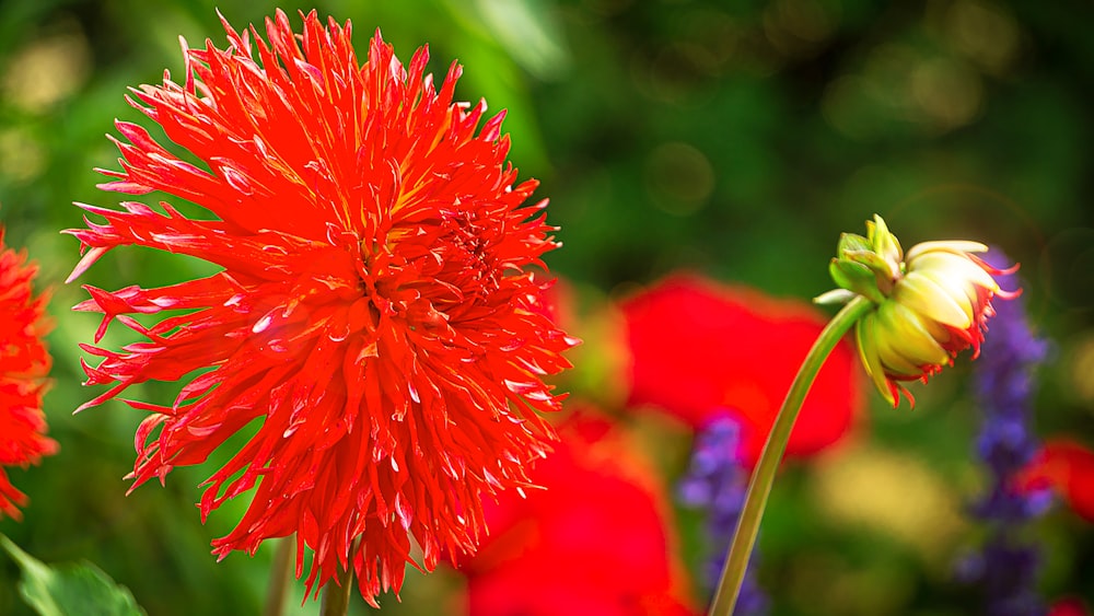 a close up of a red flower with other flowers in the background