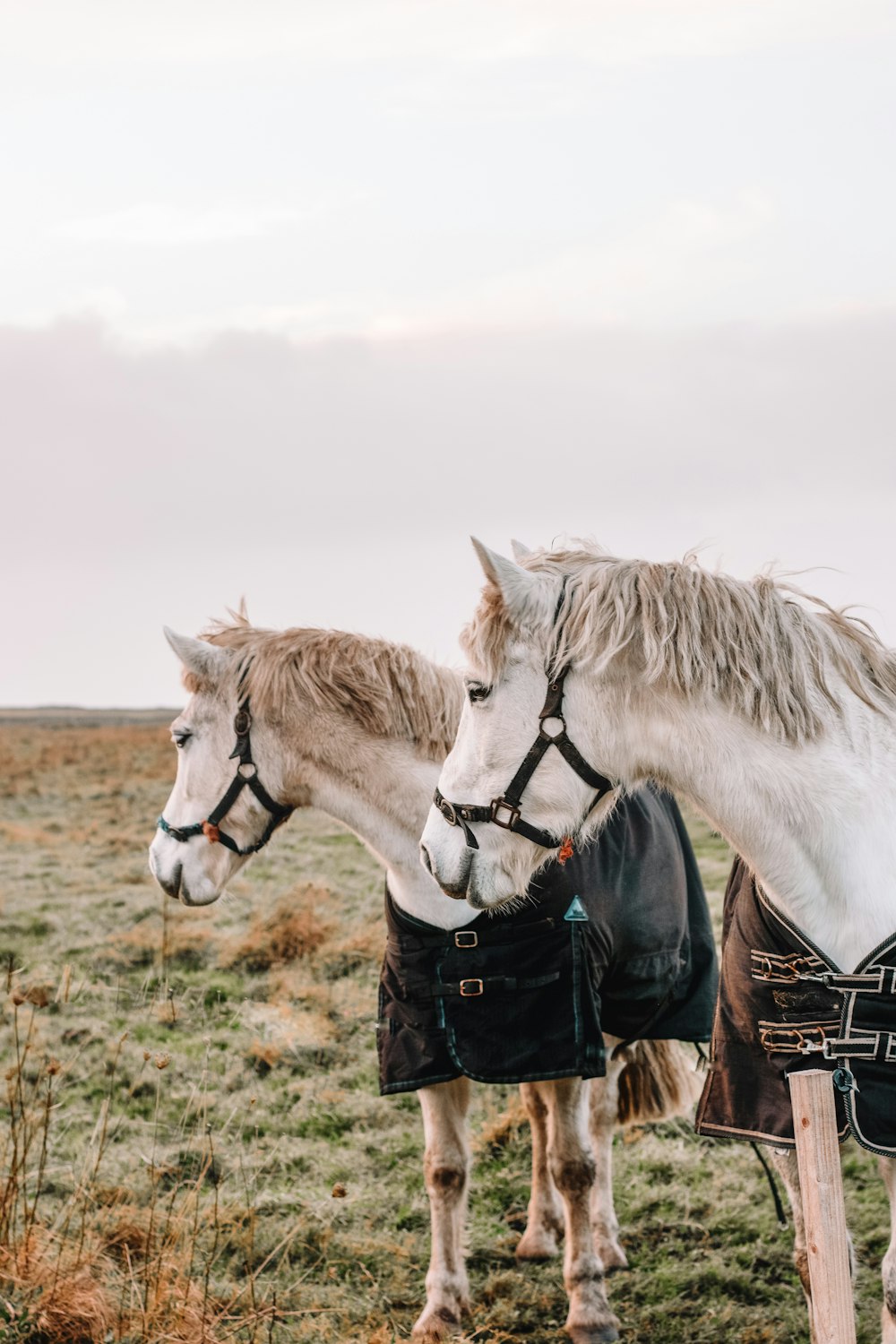 two horses standing next to each other in a field