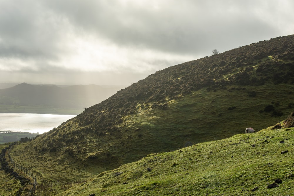 a sheep standing on a lush green hillside