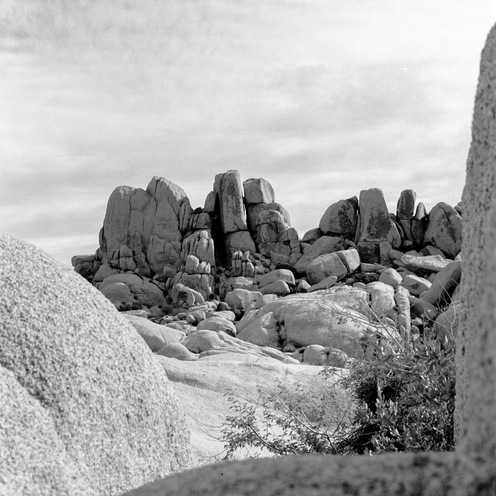 a black and white photo of rocks and bushes