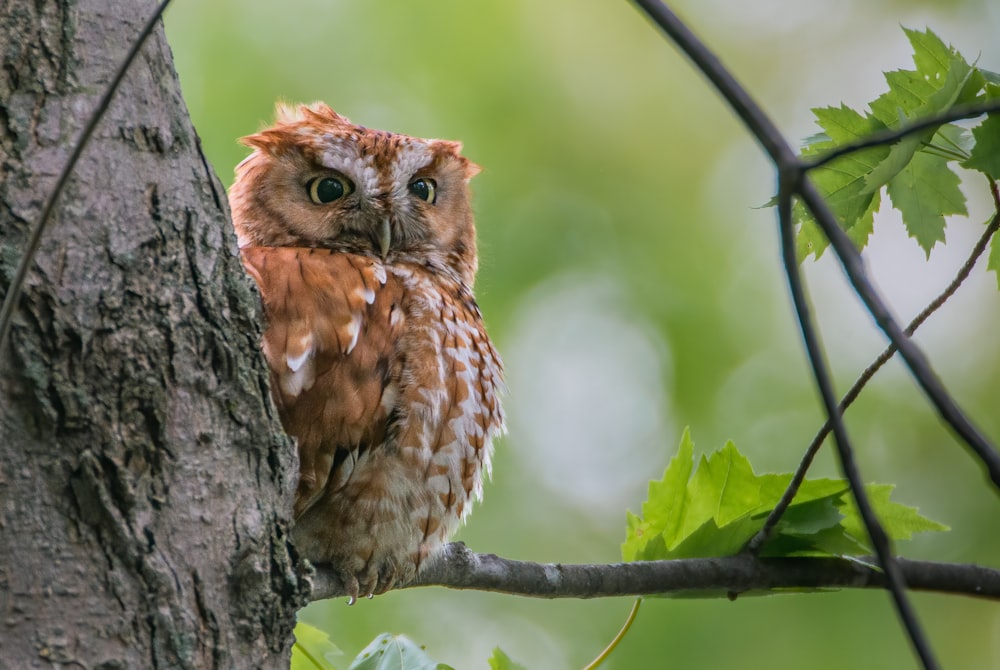 an owl is perched on a tree branch