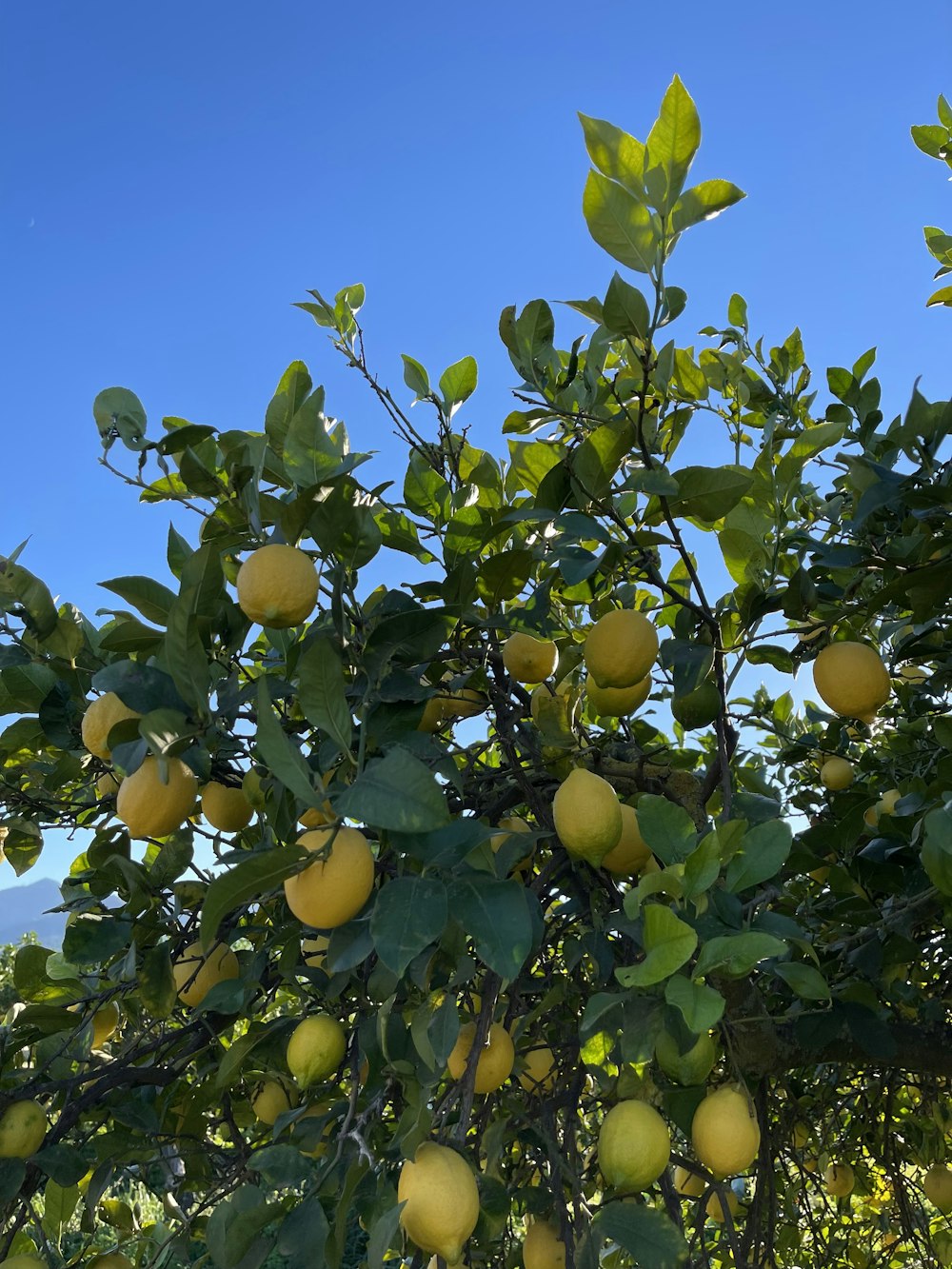 a tree filled with lots of yellow fruit