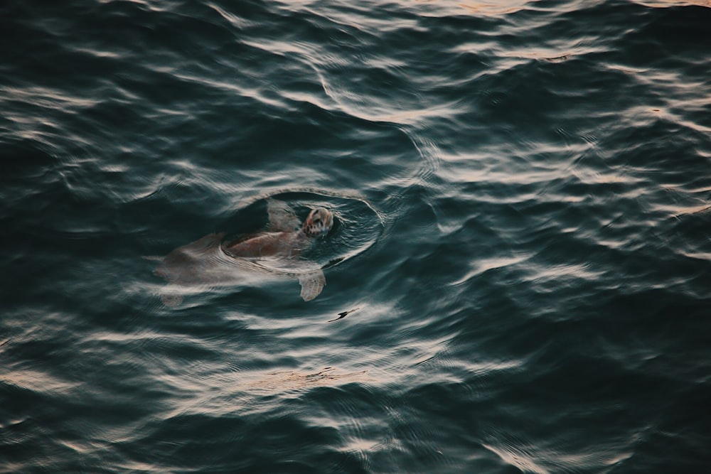 Un león marino nadando en el océano