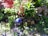A vibrant garden scene features a mix of lush green foliage and bright red flowers. Among the plants are decorative garden ornaments, including a blue hedgehog figurine and a whimsical frog figure. The setting includes natural rocks and pebbles, adding texture to the scene.