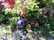 A vibrant garden scene features a mix of lush green foliage and bright red flowers. Among the plants are decorative garden ornaments, including a blue hedgehog figurine and a whimsical frog figure. The setting includes natural rocks and pebbles, adding texture to the scene.