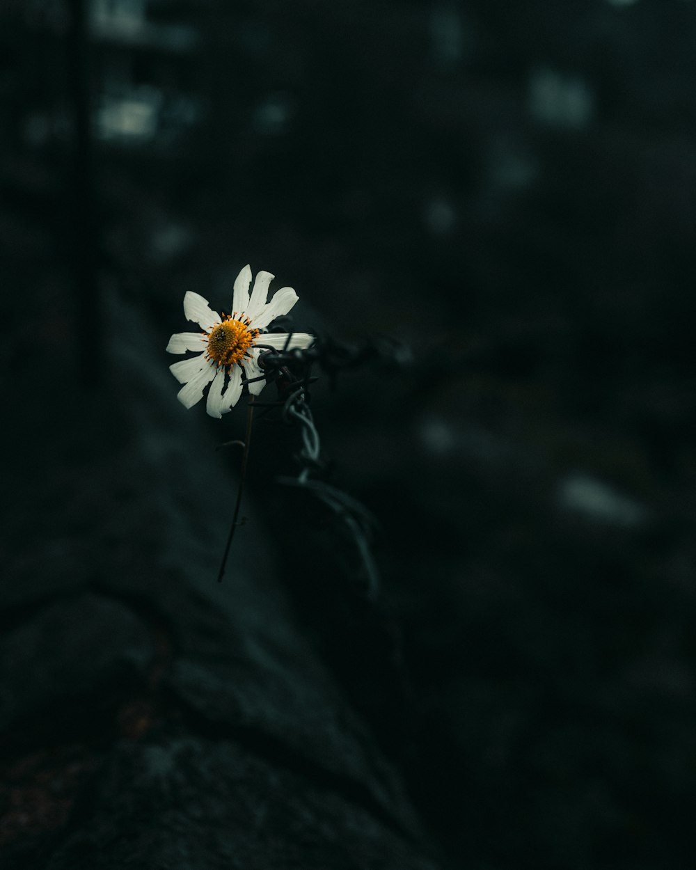 a single white flower sitting on top of a rock