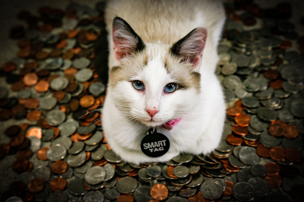 a white and brown cat sitting on top of a pile of coins