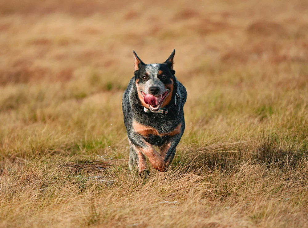 Australian Cattle Dog, photo 3