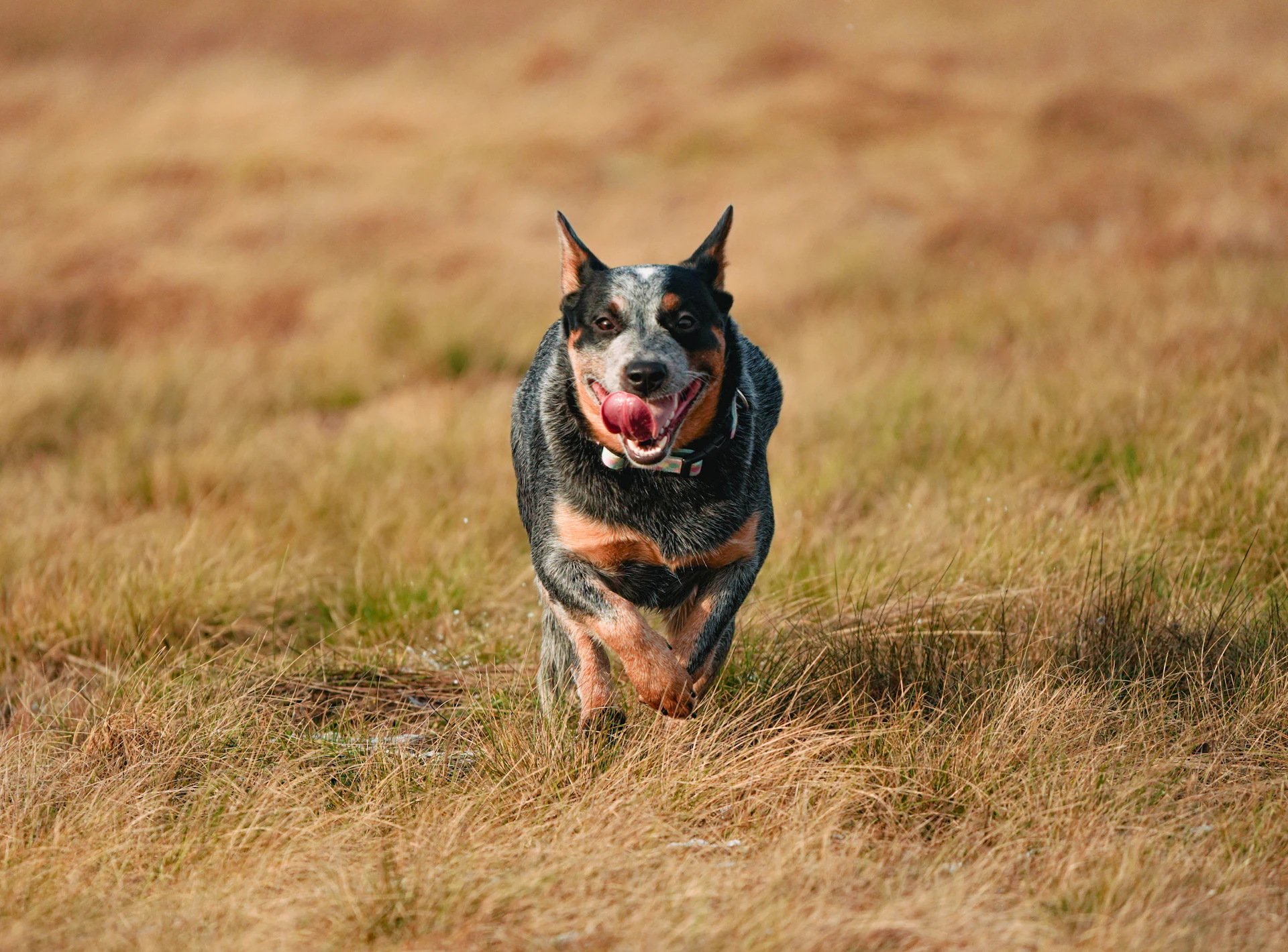 An Australian Cattle Dog